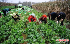 广元市昭化区：集体经济拓宽增收路农旅结合叩开致富门