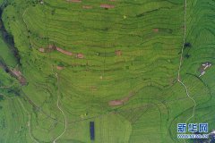 涪陵榨菜：“一碟小菜”的120年叙事