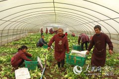 重庆铜梁：5万吨冬季蔬菜供应市场