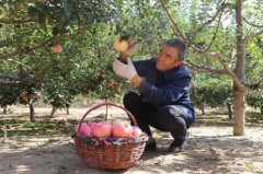 <b>陕西米脂县四大特色产业助力脱贫攻坚</b>