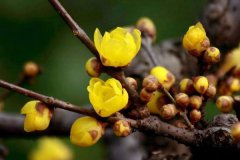 <b>那些隐藏在重庆人心里的年味你又知道几个？</b>