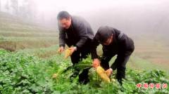 <b>四川宜宾高县：七宝萝卜 走出山村闯市场</b>