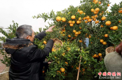 <b>泸州江阳区弥陀镇特色水果产业助脱贫</b>