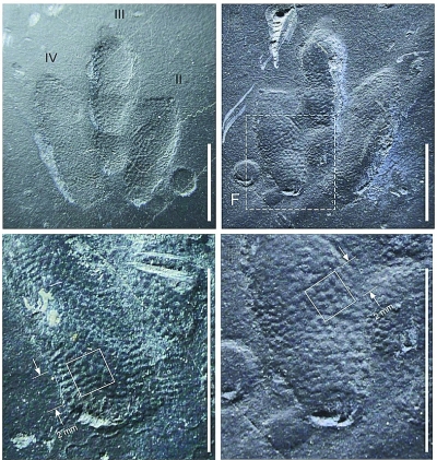 古生物学家发现世上最袖珍恐龙足迹化石