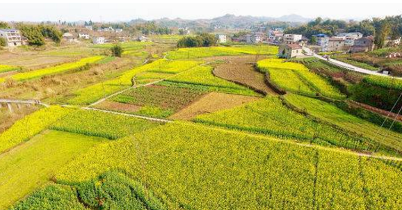 四川岳池：春风拂开油菜花 遍地尽带黄金甲