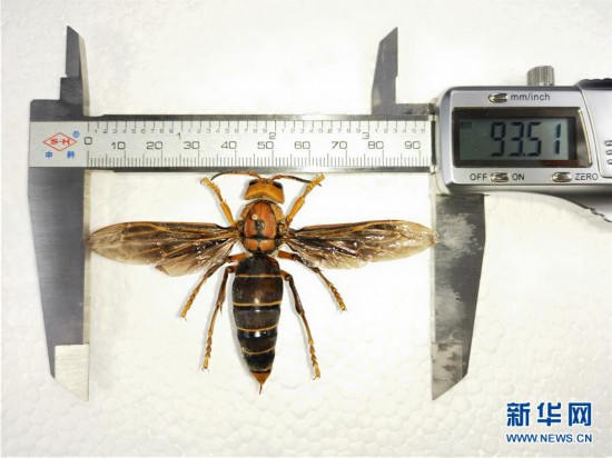（图文互动）（3）昆虫专家在云南发现体长超过6厘米的超级大黄蜂