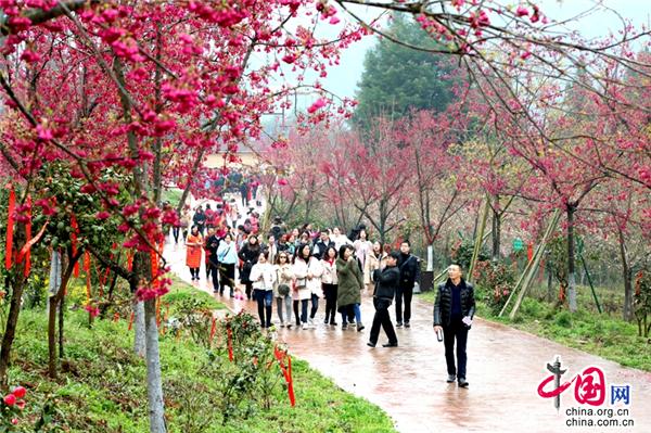 四川广元:柏林沟樱花盛开 数千游客前来