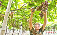 <b>安徽宿州市埇桥区大营镇：集群发展打造“果蔬小镇” 观光农业助力乡村振兴</b>