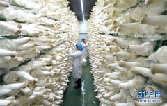 河北邯郸：食用菌产业助力精准扶贫