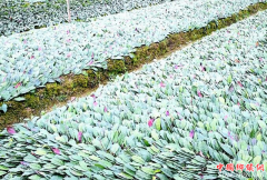 <b>农技：茶苗高密高效扦插 苗圃收益显著提升</b>