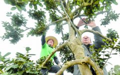 苗木造型师走俏