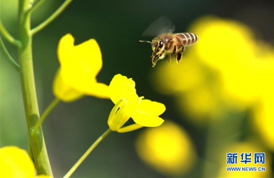（新华视界）（4）油菜花开