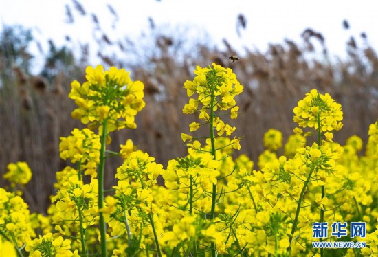 （新华视界）（2）油菜花开