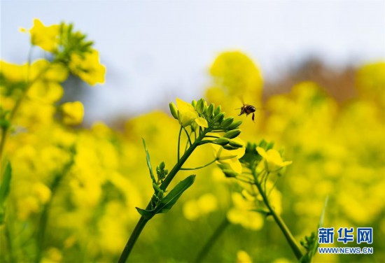 （新华视界）（1）油菜花开