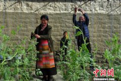 开春就是农忙季 蔬果种植让西藏白朗县摘“贫帽”