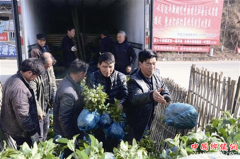 浙江安吉1500万株白茶助力三省四县精准扶贫