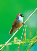 广西龙州：“鸟塘经济”富两头