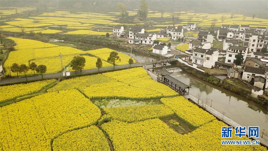 (春季美丽生态)(3)安徽黟县:油菜花开景如画