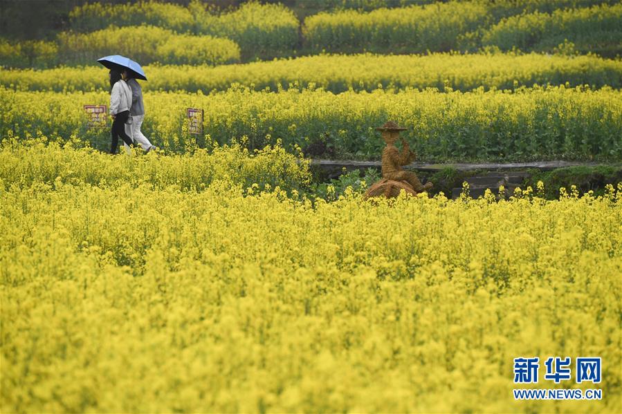 (春季美丽生态)(2)安徽黟县:油菜花开景如画