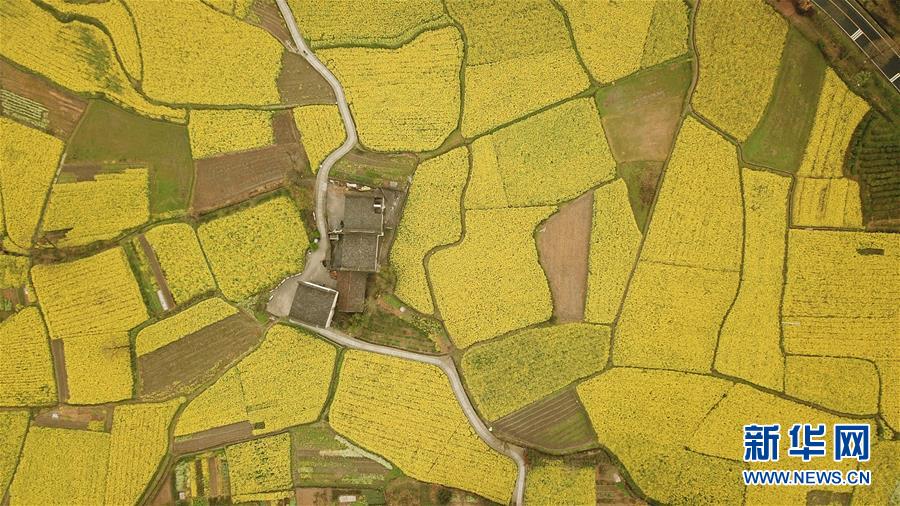 (春季美丽生态)(4)安徽黟县:油菜花开景如画