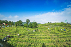 决战“摘帽年” 旺苍打出特色组合拳