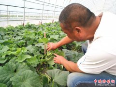 <b>陕西华州区莲花寺镇：多家扶贫产业园结硕果  即将迎来上市</b>