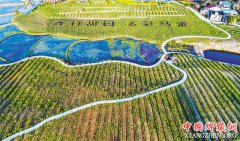 <b>马灌种下万亩油菜花背后的经济账</b>