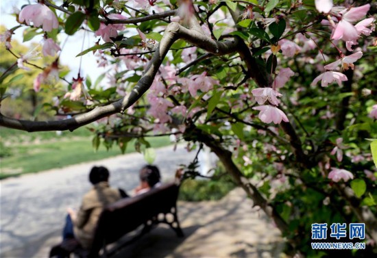 (环境)(1)上海:春光明媚 海棠花开
