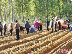 <b>陕西华州区莲花寺镇时堡村：秦薯五号礼品红薯栽植完毕</b>