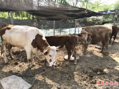 贫困户养牛致富