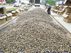 1.1吨罂粟壳运往昆明途中被截获