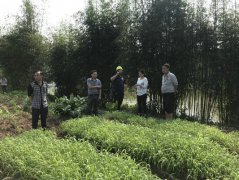 泸州合江县凤鸣镇：“四举措”加快高粱栽种进度