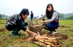 <b>安徽庐江：扶贫产业带动留守妇女致富</b>