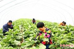 安徽颍东：“徽姑娘”创业助脱贫