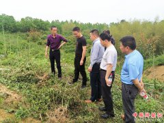 安徽贵池区涓桥镇：产业扶贫在路上