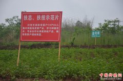 <b>四川荣县正紫镇：一窝小草药一年种出3000万元大产业</b>