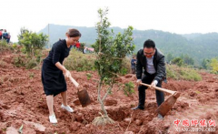 <b>广元旺苍：800亩仙居杨梅苗落户助力产业脱贫</b>