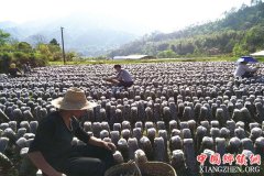 安徽石门村：三业联动推脱贫 提升群众满意度