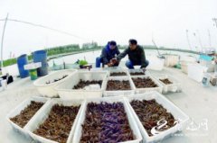 宿迁泗洪：稻虾共作 喜获丰收