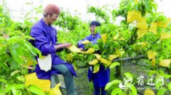 宿迁泗洪：梨枝挂满“金荷包”