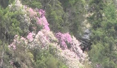 四川理县：高山羊角花正艳 已进入最佳观赏期