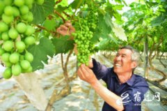 宿迁泗洪：葡萄园里盼丰收