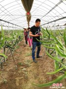 安徽：企业齐发力 脱贫路更广