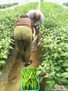 陕西华州区莲花寺镇白家河村扶贫产业园辣椒喜获丰收