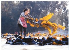 莆田海带获丰收（侨情乡讯）