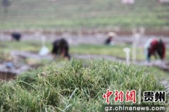 毕节金海湖新区小坝镇：脱贫路上“葱”满希望