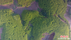 四川宜宾市叙州区：飞机洒药 为油樟灭虫