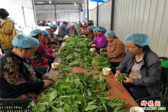 四川汉源县：出口日韩 鲜嫩鹿耳韭惹人爱