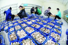 <b>宿迁泗洪：农业特色产业为精准脱贫“提速蓄能”</b>