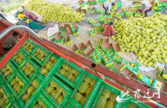 宿迁沭阳“潼阳西瓜”俏销市场